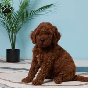 Easton, Miniature Poodle Puppy
